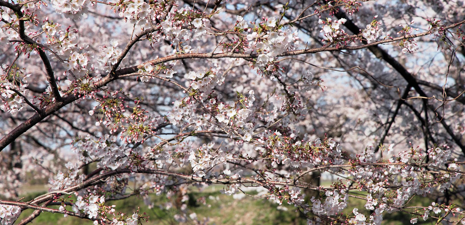 富山 舟川べり桜並木