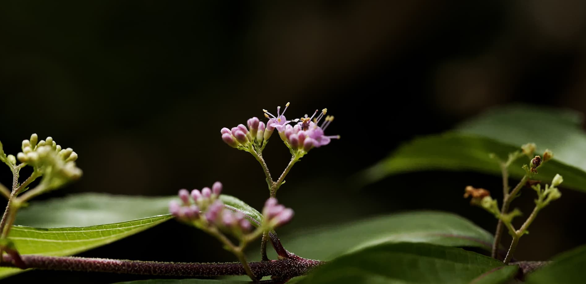雨に咲く花