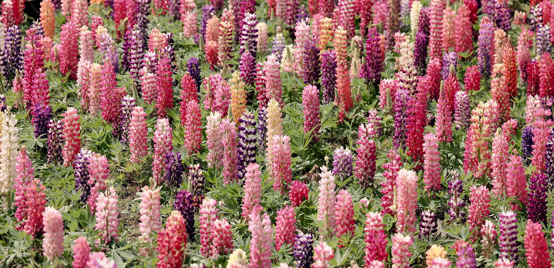 幸せの花 ルピナス