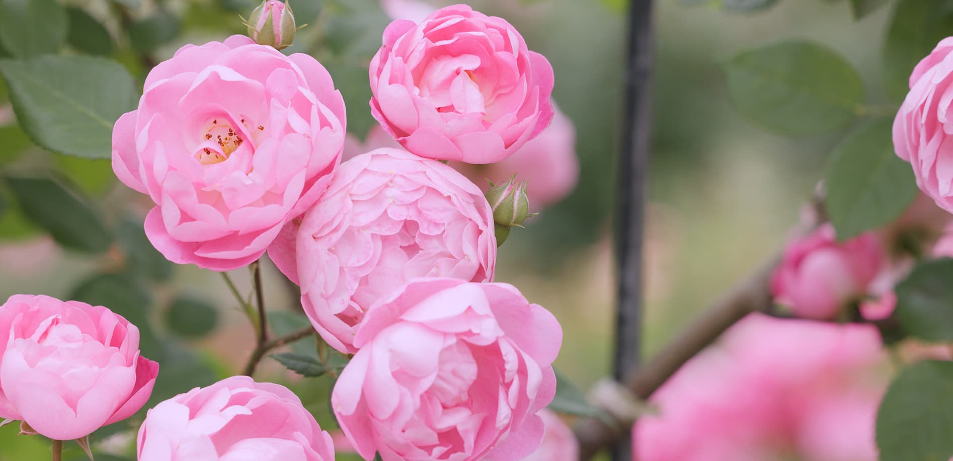 佐倉草ぶえの丘バラ園