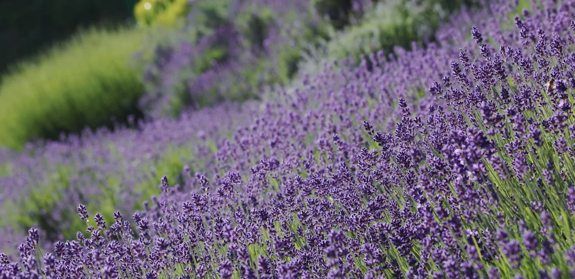 あぶくま洞ラベンダー園