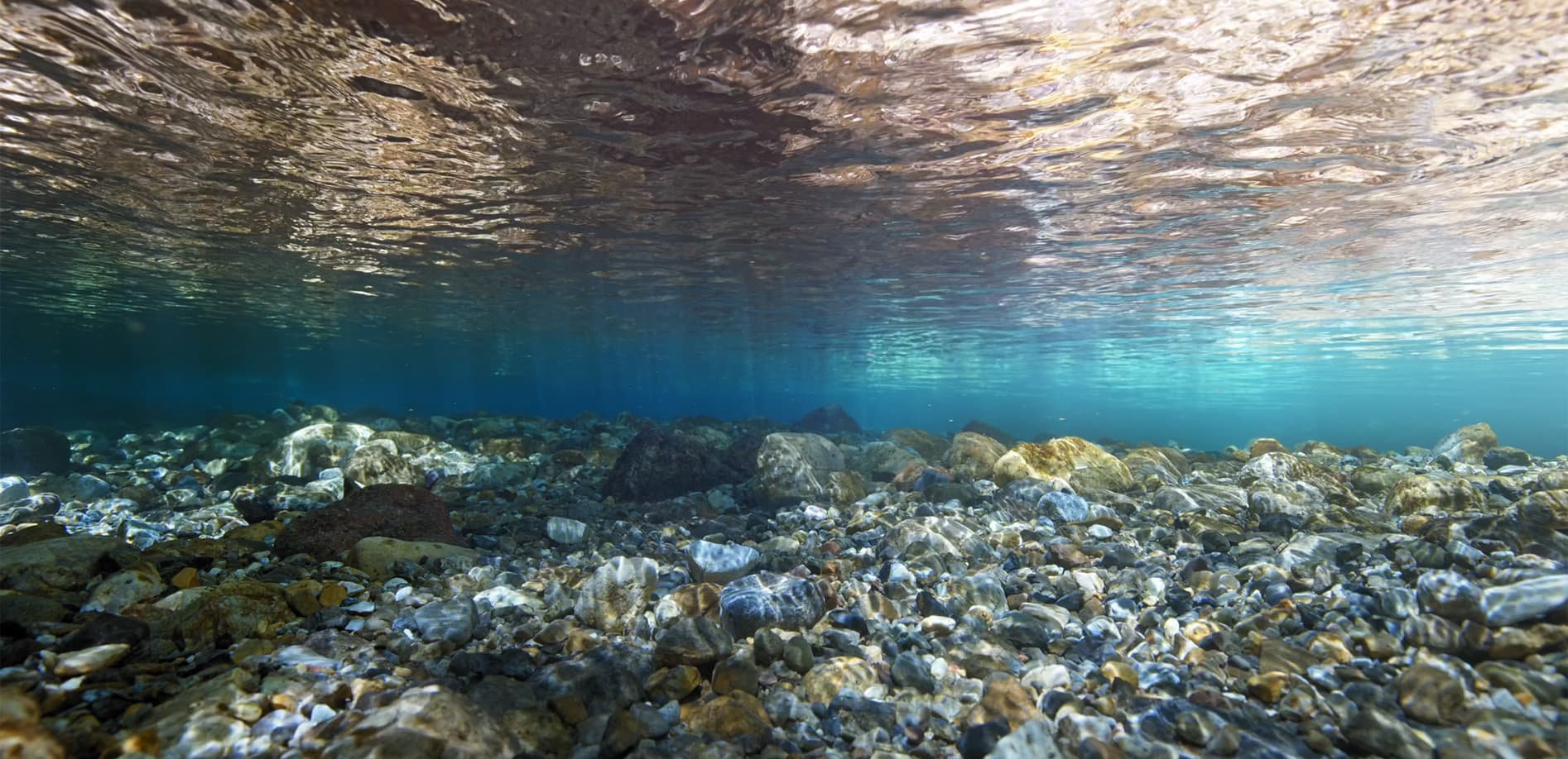 岐阜 円原川の水中