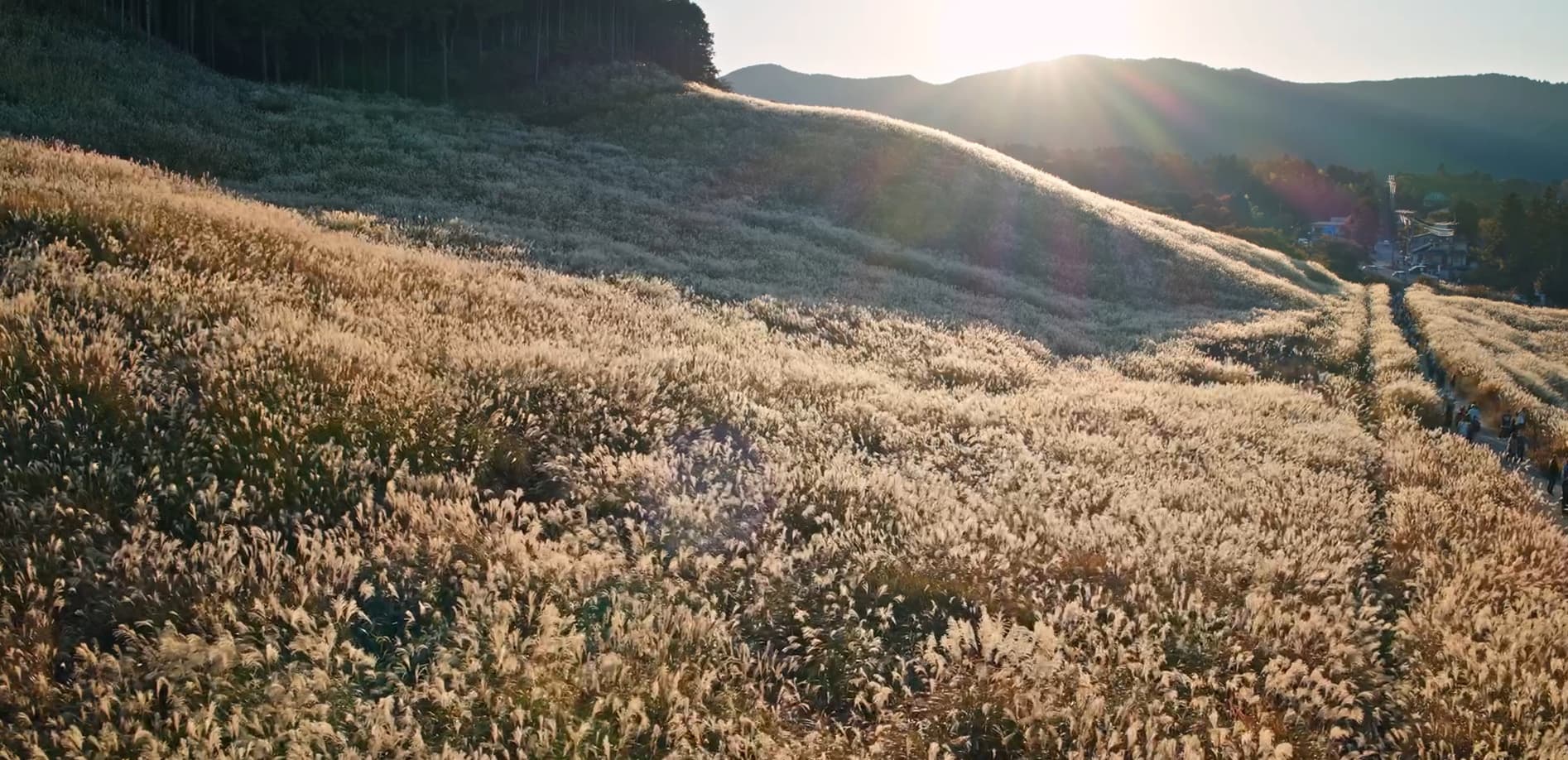 ススキの名所 箱根仙石原