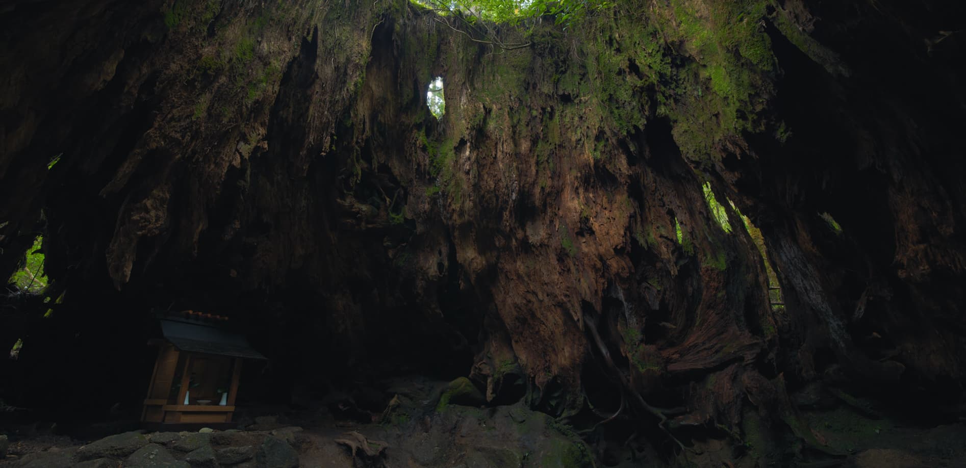 屋久島 ウィルソン株