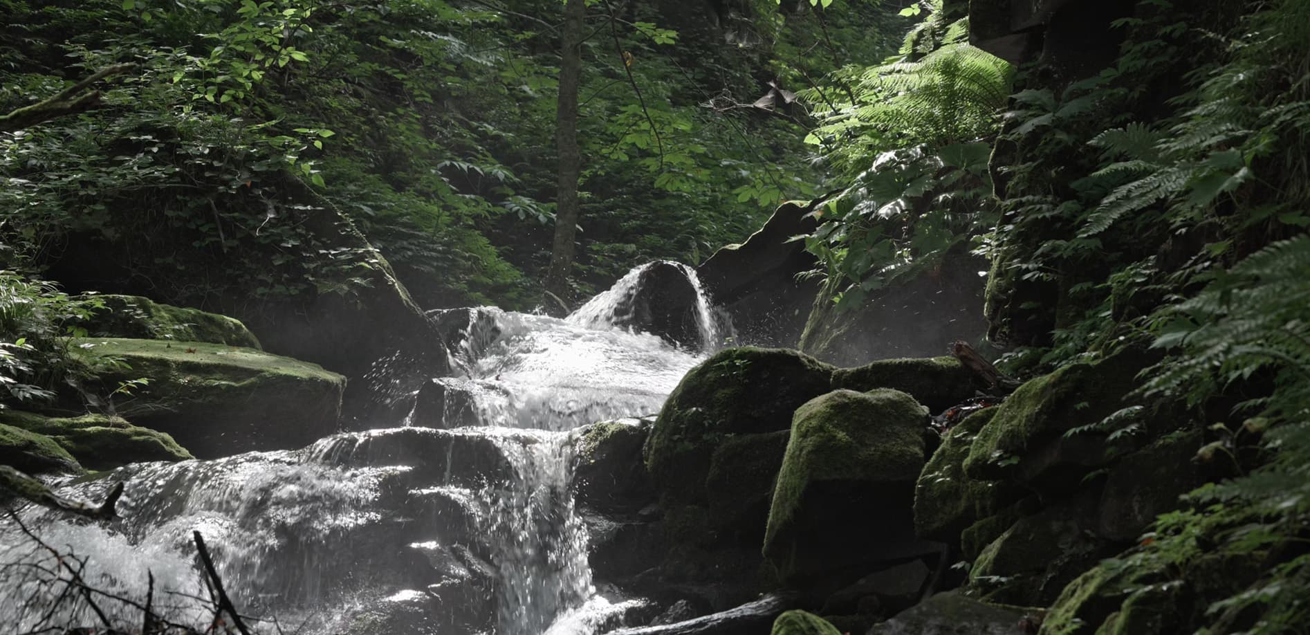 奥入瀬渓流 令和の夏